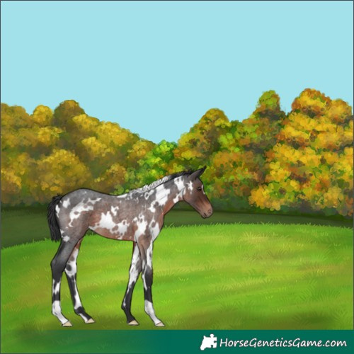 Horse Color:White Spotted Brown Roan