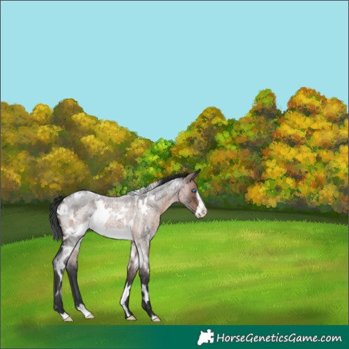 Horse Color:White Spotted Brown Roan Frame Rabicano 