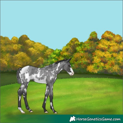 Horse Color:White Spotted Blue Roan Frame 