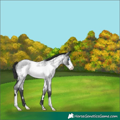 Horse Color:White Spotted Blue Roan Frame Rabicano