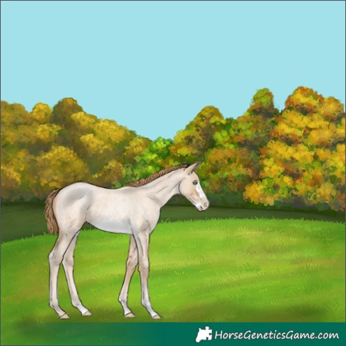 Horse Color:Smoky Blue Roan Pearl Frame 