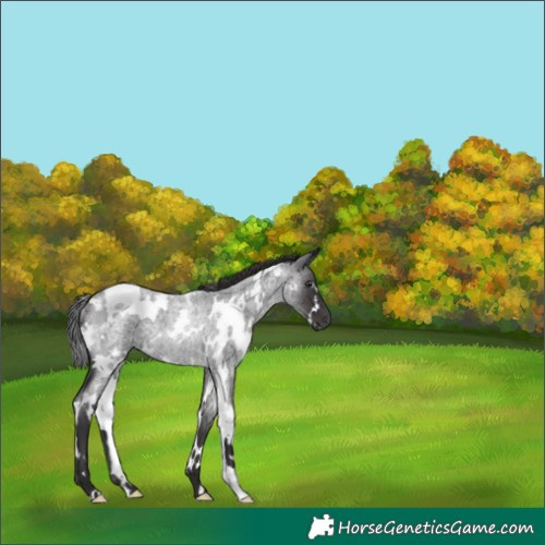 Horse Color:White Spotted Smoky Blue Roan Rabicano 