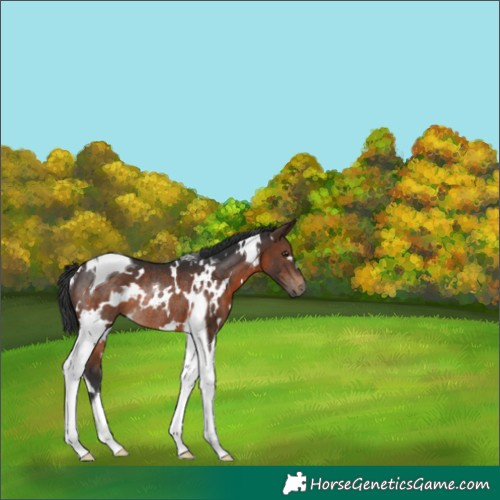 Horse Color:White Spotted Brown Tobiano Rabicano