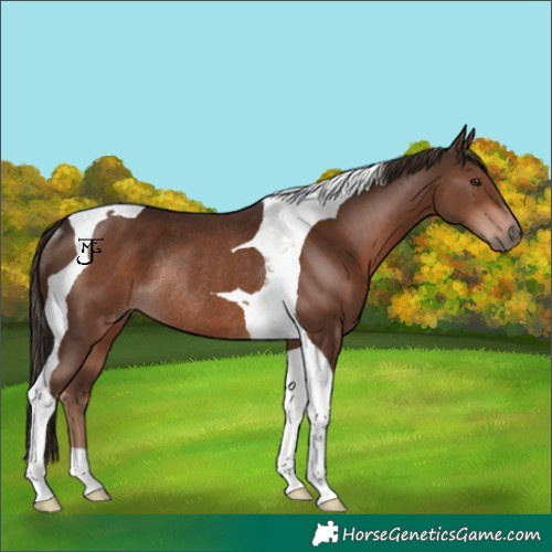 Horse Color:Liver Chestnut Tobiano Rabicano