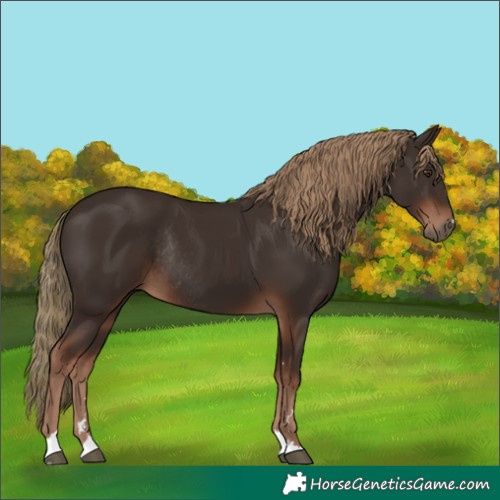Horse Color:Liver Chestnut Rabicano 