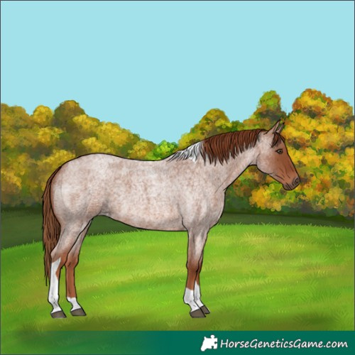 Horse Color:Red Roan Tobiano
