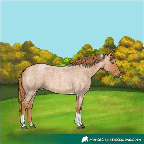 Horse Color:Red Roan Tobiano 