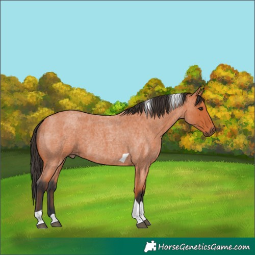 Horse Color:Bay Roan Tobiano 
