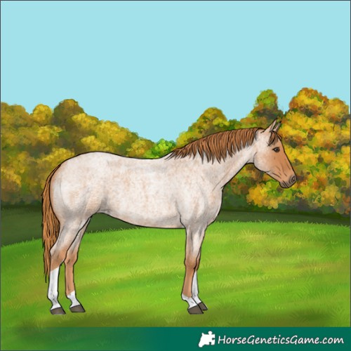 Horse Color:Red Roan Tobiano 