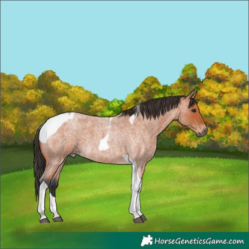 Horse Color:Bay Roan Tobiano