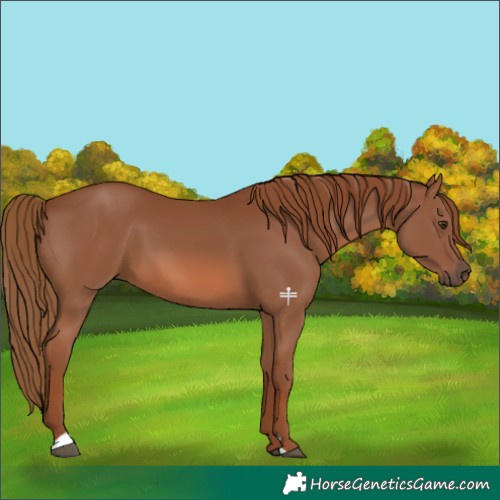 Horse Color:Chestnut 