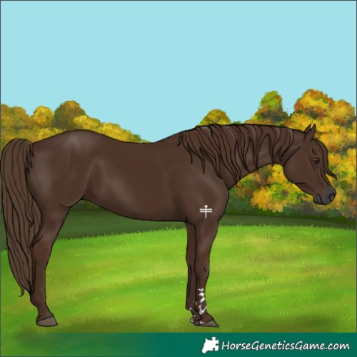 Horse Color:Gray Chestnut 