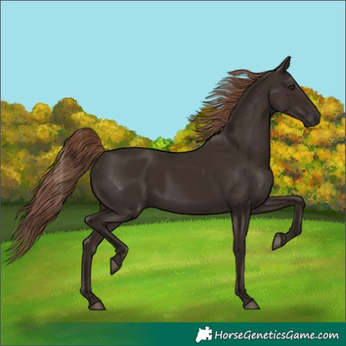 Horse Color:Liver Chestnut Rabicano 