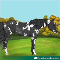 Horse Color:White Spotted Black Rabicano