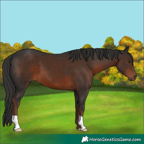 Horse Color:Liver Chestnut 