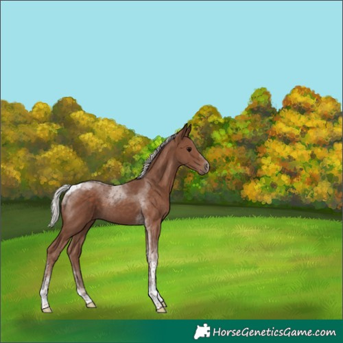 Horse Color:Silver Black Tobiano 