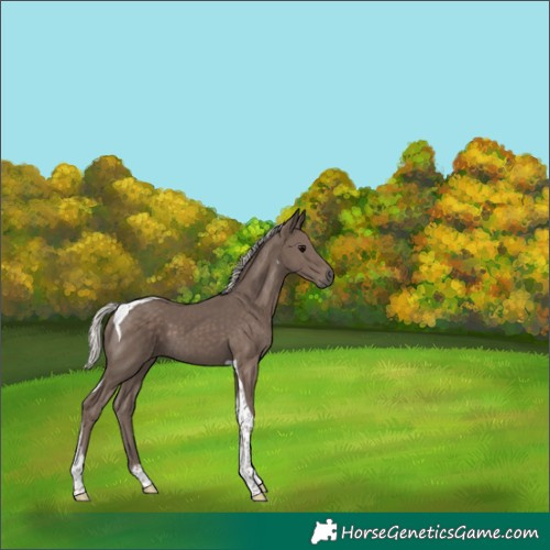 Horse Color:Silver Black Tobiano 