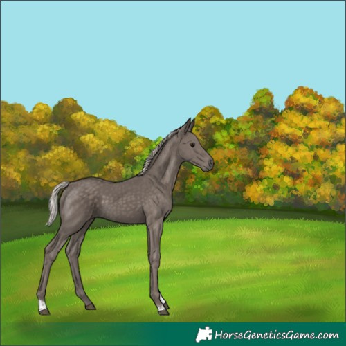 Horse Color:Silver Black Tobiano 