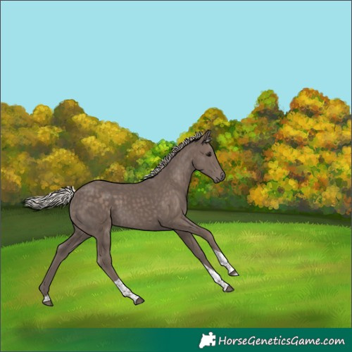 Horse Color:Silver Black Tobiano 