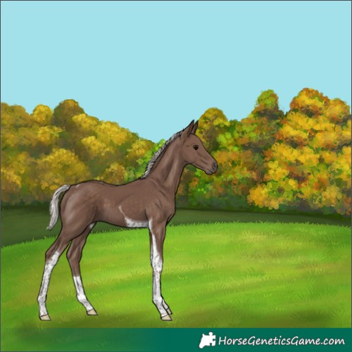 Horse Color:Silver Black Tobiano