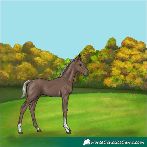 Horse Color:Silver Black Tobiano