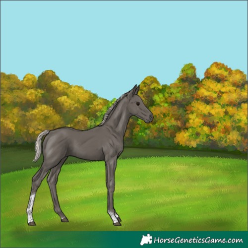 Horse Color:Silver Black Tobiano 