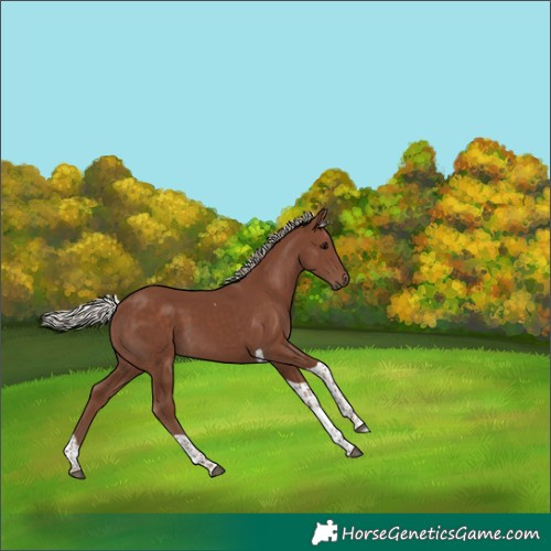 Horse Color:Silver Black Tobiano 