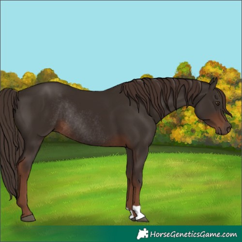 Horse Color:Liver Chestnut Rabicano 