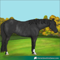Horse Color:Liver Chestnut Rabicano 