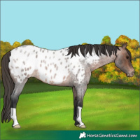 Horse Color:Brown Roan Appaloosa 