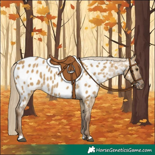 Horse Color:Chocolate Palomino Dun Appaloosa 