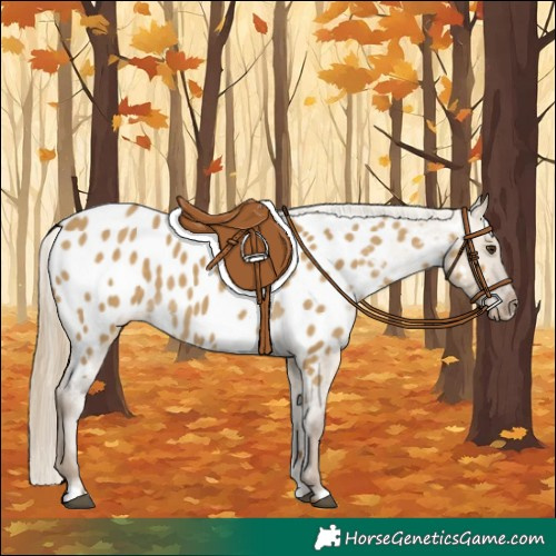 Horse Color:Chocolate Palomino Dun Appaloosa 