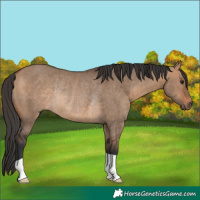 Horse Color:Bay Dun Rabicano 