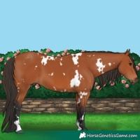Horse Color:White Spotted Bay 