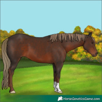 Horse Color:Liver Chestnut 