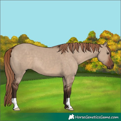 Horse Color:Liver Red Dun 