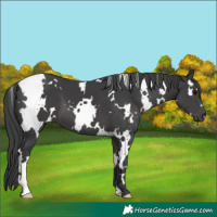 Horse Color:White Spotted Black 