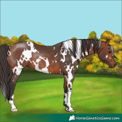 Horse Color:White Spotted Bay Rabicano 