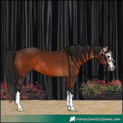 Horse Color:Gray Bay 