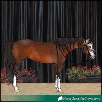 Horse Color:Gray Bay 