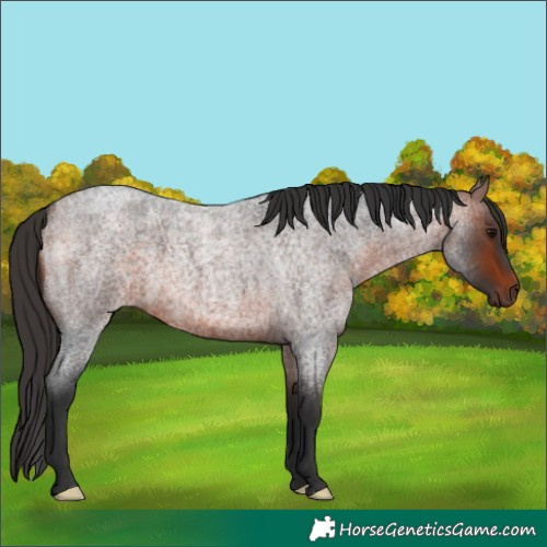 Horse Color:Bay Roan 