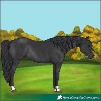 Horse Color:Black Rabicano 