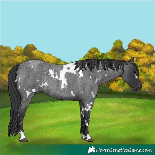 Horse Color:White Spotted Blue Roan Rabicano 