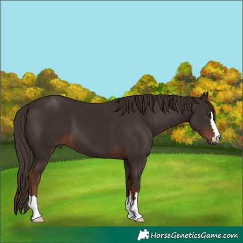 Horse Color:Liver Chestnut 