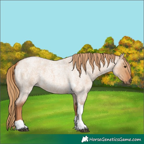 Horse Color:Red Dun Roan Tobiano 
