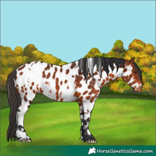 Horse Color:White Spotted Bay Appaloosa 