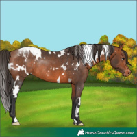 Horse Color:White Spotted Bay Appaloosa Rabicano 