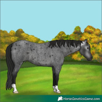 Horse Color:Gray Blue Roan 