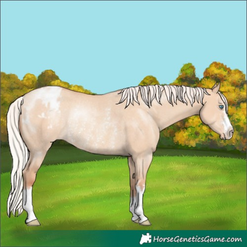 Horse Color:Silver Amber Champagne Dun Appaloosa Rabicano 