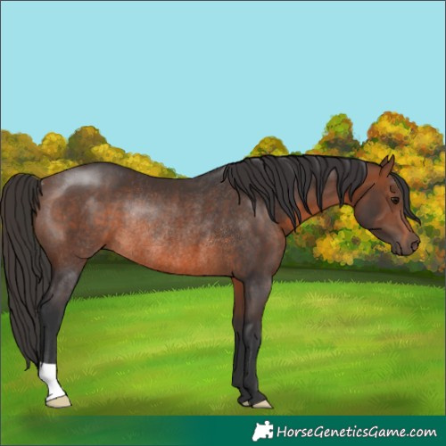 Horse Color:Brown Rabicano 